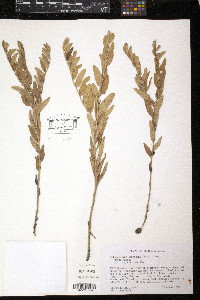 Lithospermum canescens image