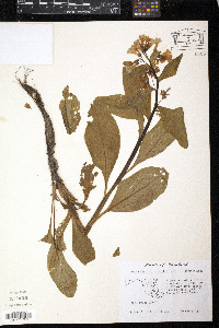 Mertensia virginica image