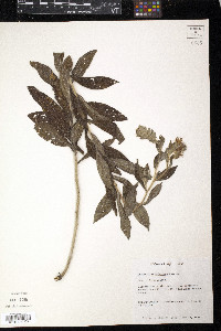 Onosmodium bejariense image