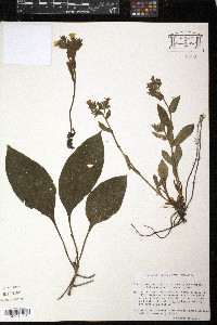 Pulmonaria stiriaca image