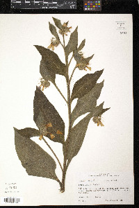 Symphytum officinale image