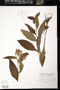 Symphytum tuberosum image