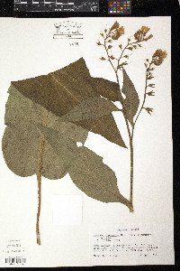 Symphytum × uplandicum image