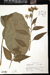 Symphytum × uplandicum image
