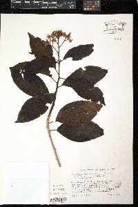 Tournefortia bicolor image