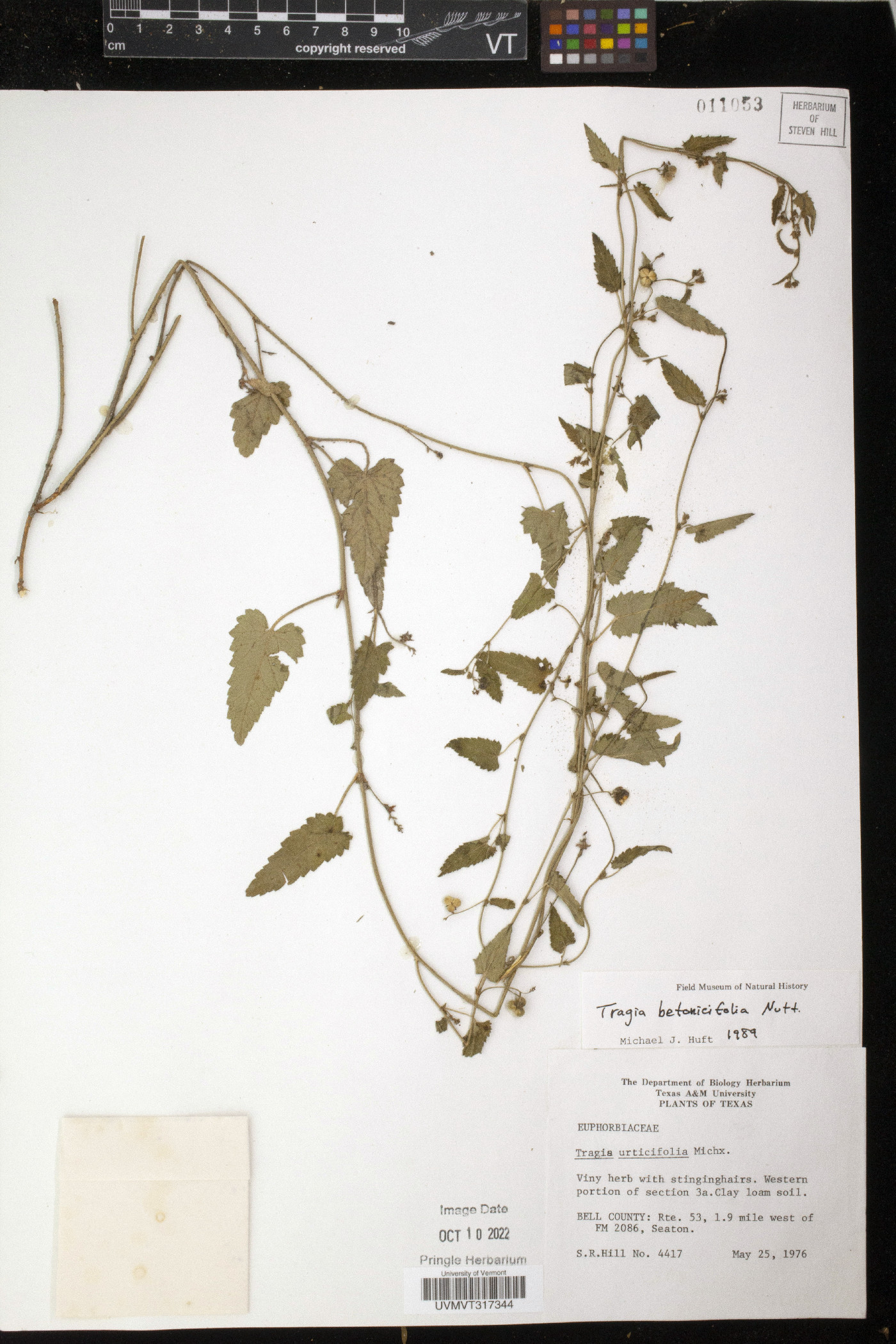 Tragia betonicifolia image