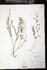 Tragia ramosa image