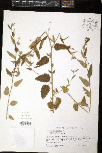 Tragia urticifolia image