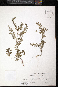 Moeroris tenella image