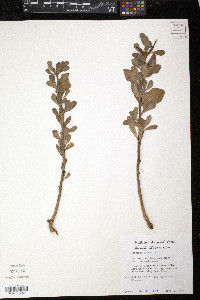 Jatropha dioica image