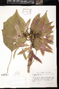 Euphorbia pulcherrima image