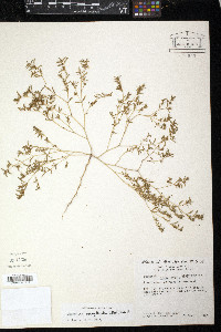 Euphorbia serpillifolia image