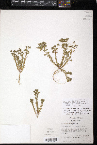 Euphorbia spathulata image