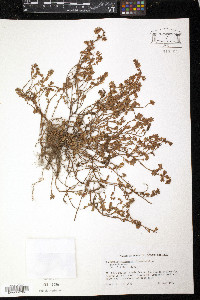 Euphorbia thymifolia image