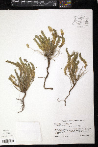 Euphorbia trichotoma image