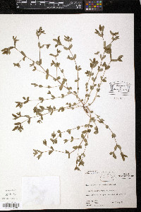 Euphorbia vermiculata image