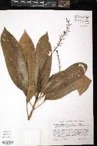 Codiaeum variegatum image