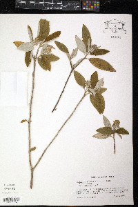 Croton alabamensis image