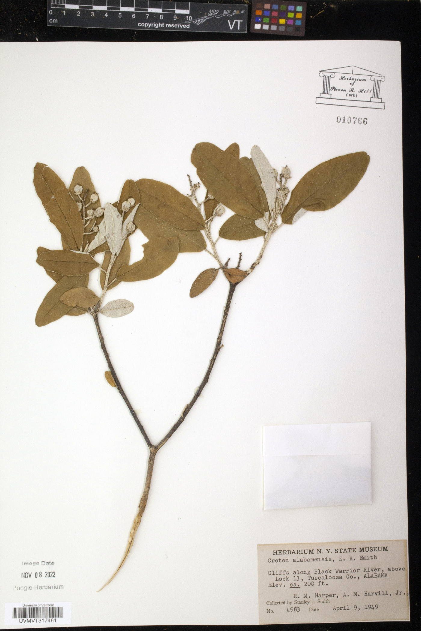 Croton alabamensis image