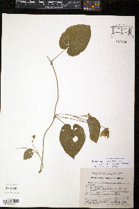 Dalechampia scandens image