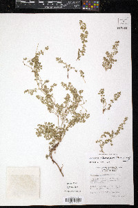 Euphorbia albomarginata image