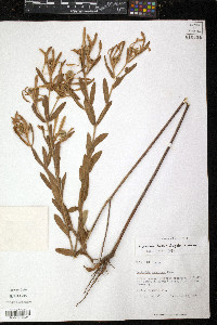Euphorbia bicolor image