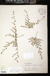 Euphorbia prostrata image