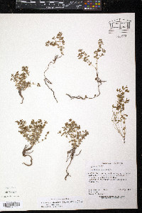 Euphorbia fendleri image
