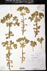 Euphorbia helioscopia image