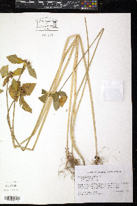 Euphorbia heterophylla image