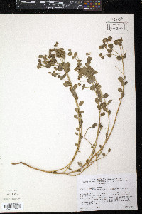 Euphorbia incisa image