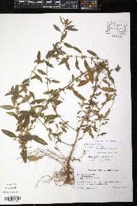 Acalypha gracilens image