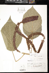 Acalypha hispida image