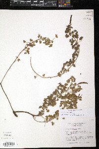 Acalypha radians image