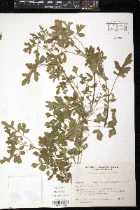 Blumenbachia latifolia image