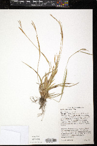 Carex ormostachya image
