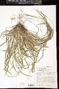 Carex laxiculmis image