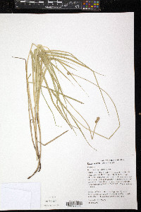 Carex molesta image