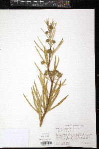Asclepias hirtella image