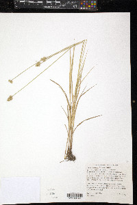 Carex molesta image