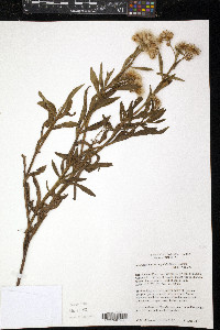 Pluchea sagittalis image