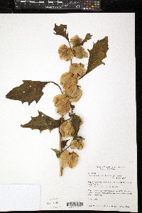 Nicandra physalodes image