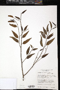Vallesia glabra image