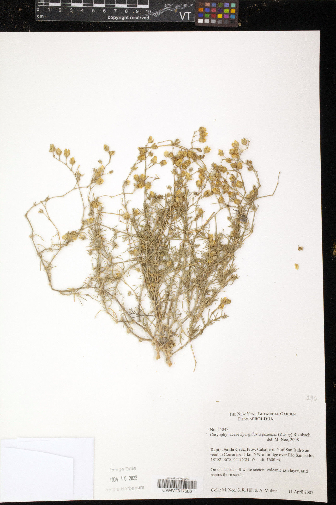 Spergularia pazensis image