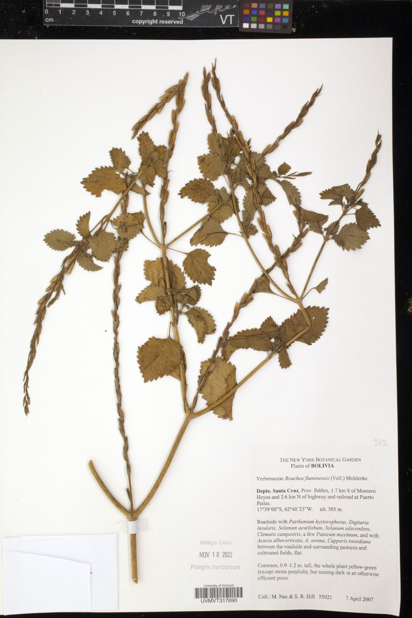 Bouchea pseudogervao image