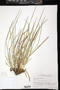 Carex willdenowii image
