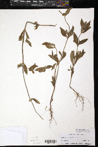 Mitracarpus hirtus image