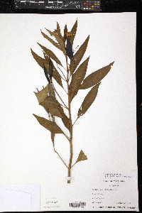 Asclepias curassavica image