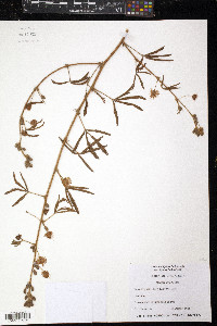 Mimosa diplotricha var. diplotricha image