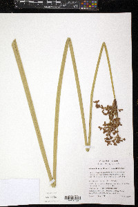 Schoenoplectus californicus image